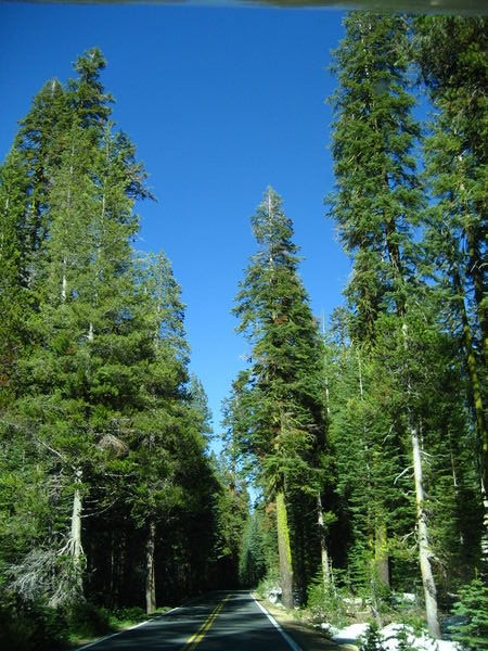 Driving through the tall pines