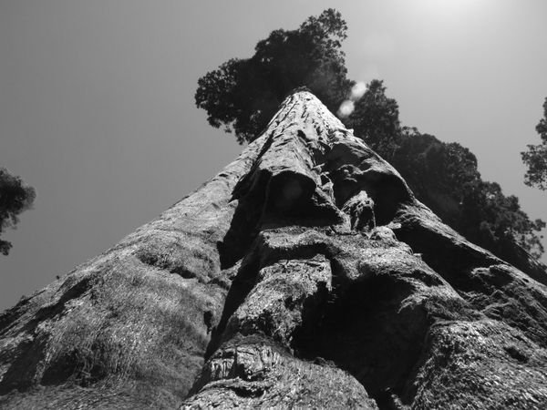 Getting arty at Sequoia NP