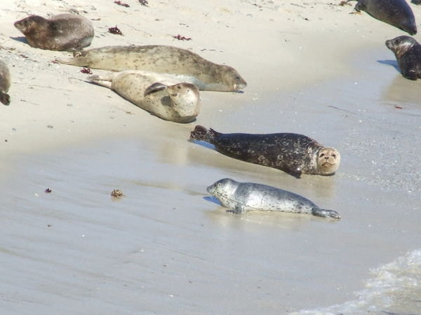 Multi coloured seals on the beach
