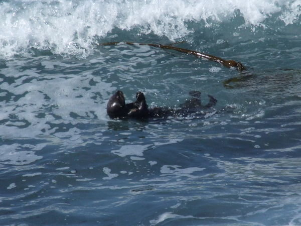 Sea otter feeding in the surf