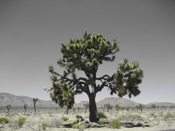 A Joshua Tree picked out in green