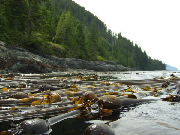 Amongst the kelp