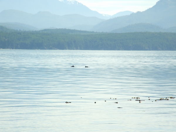 Two porpoise pass the camp