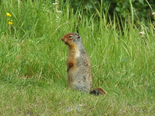 Canadian ground squirrel