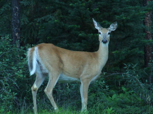 Do A Deer A Female Deer Doe, a deer, a female deer....... | Photo