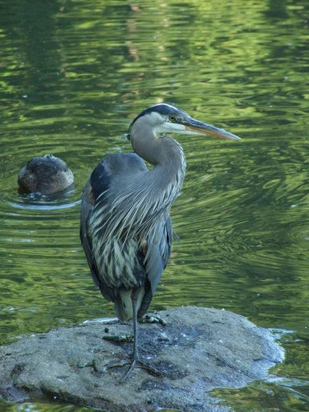 A heron takes a break from fishing