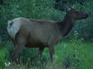 Elk - deceptively large