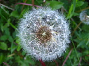 A dandelion: Pre-wish