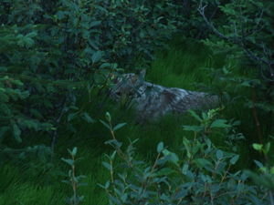 A wily coyote hides in the bushes