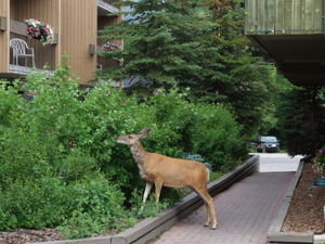 A visitor to our hotel grounds in Banff