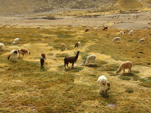 A field of alpacas and llamas