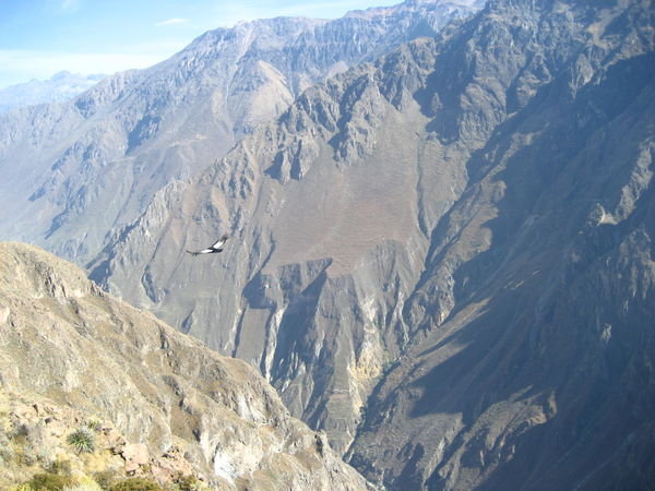 A condor in Colca Canyon