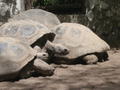 Gigantic Huge Turtles