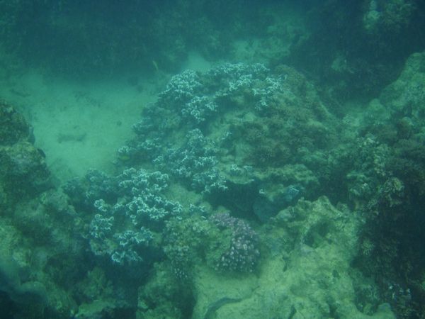 Flere farverige koraller