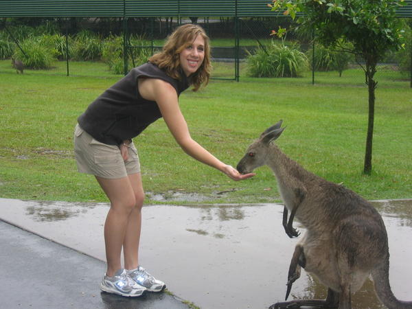 Friendly Kangaroos