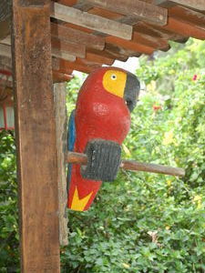 Parrot, Olinda