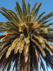 Palm tree, Colonia del Sacramento