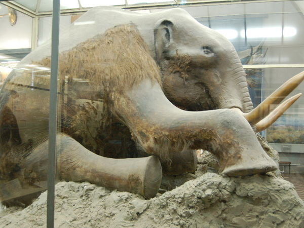 Woolly mammoth, Saint Petersburg | Photo