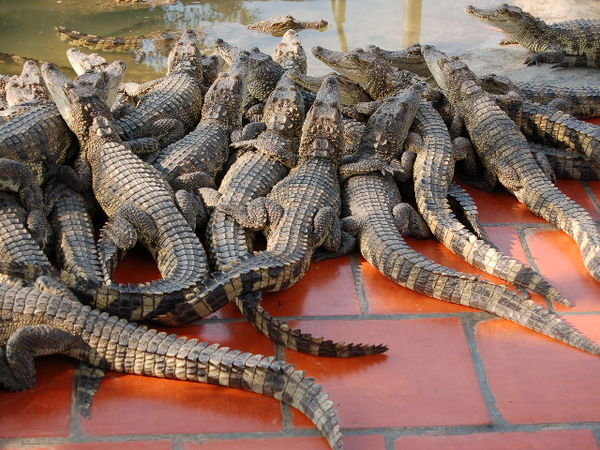 Crocs on the farm