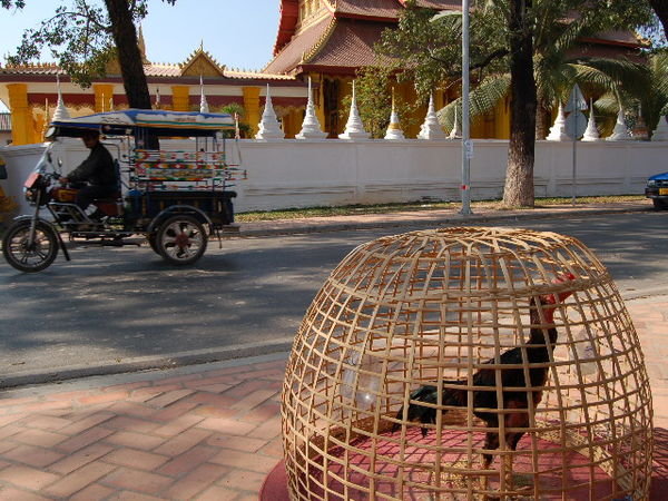 Chicken waits for customer, Vientiane