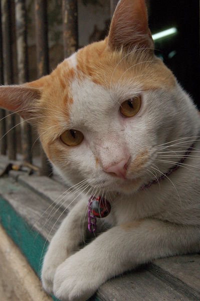 Curious cat, Silom, Bangkok