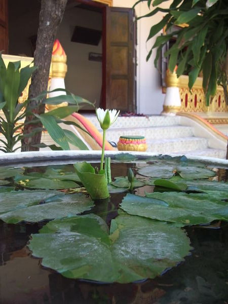 Water Lily, Savannakhet