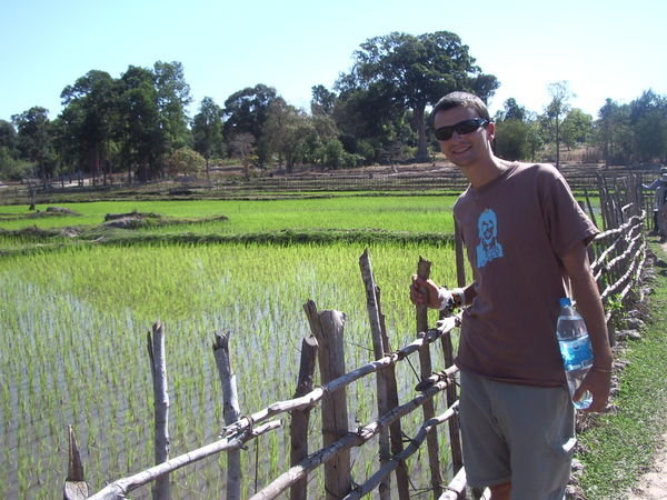Sticky rice paddy fields