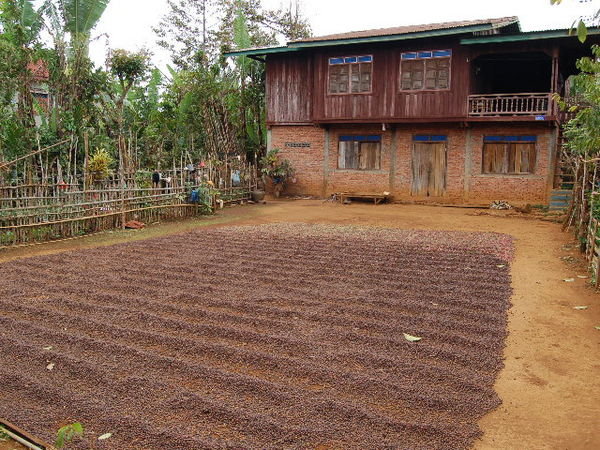 Coffee beans drying in the yard
