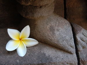 Frangipani flower near the foot of a carving