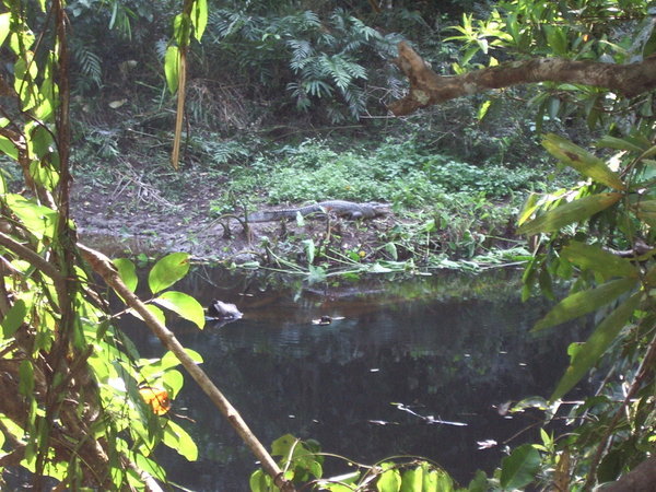 Croc across the stream