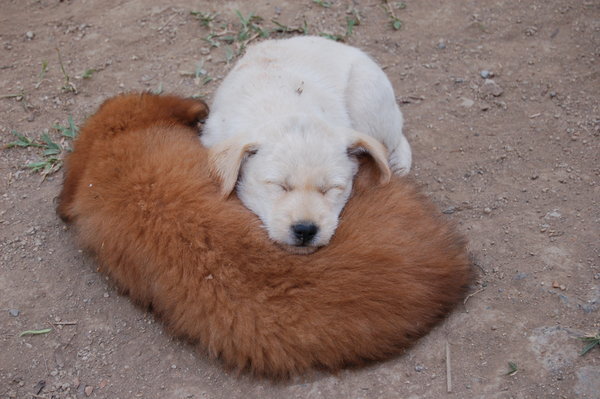 Puppies curled up asleep