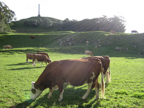 Cows at the base of One Tree Hill
