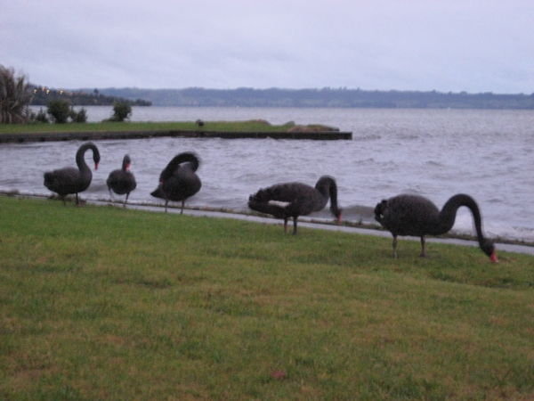 Black Swans by Lake Rotorua