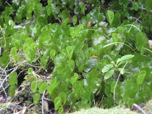Kidney Ferns, Rangitoto Island