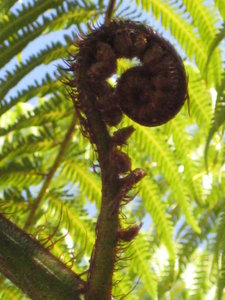 Kiwi fern