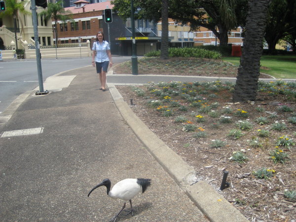 Bird strolling the streets