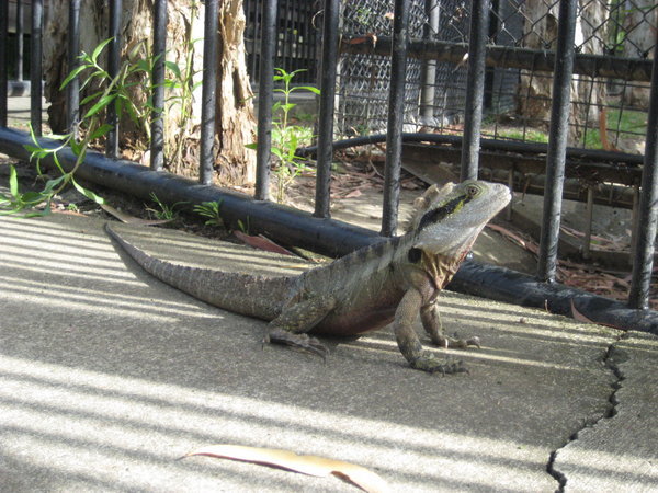 Water lizard (about 50cm long)