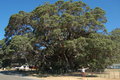 The largest pohutukawa tree in NZ?!