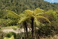 Ferns, Waioeka Gorge