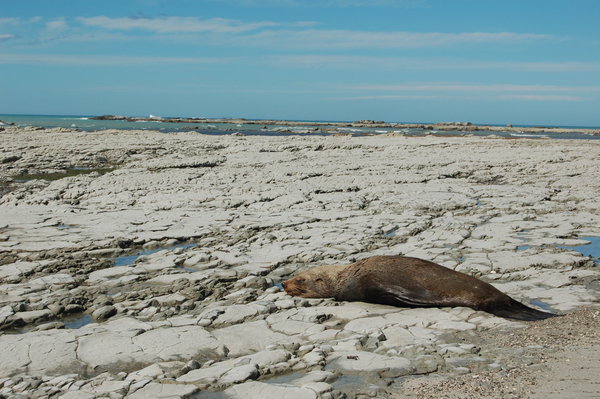 Seal colony, Kaikoura