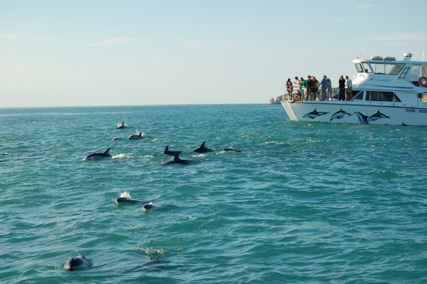 Dolphins around the boat, Kaikoura