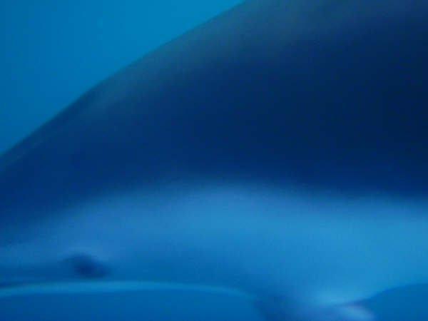 Underwater dolphin picture, Kaikoura