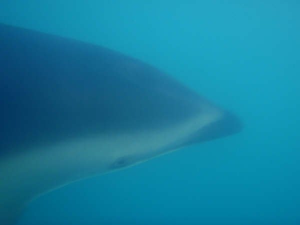 Underwater dolphin picture, Kaikoura