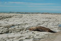 Seal colony, Kaikoura