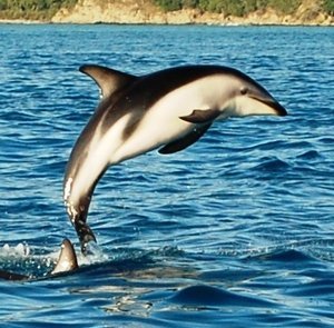 Dolphin in Kaikoura
