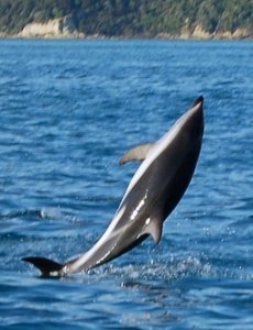Dolphins in Kaikoura