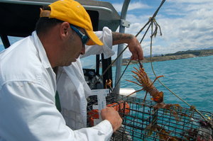 Bringing in the crayfish, Kaikoura