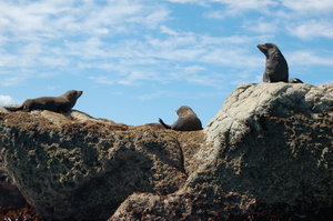 Kaikoura seal colony
