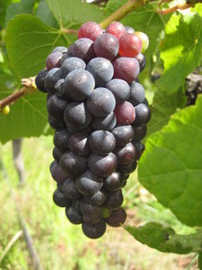 Marlborough grapes