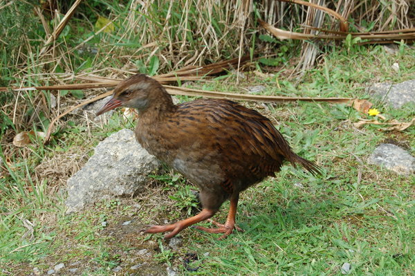 Weka (Maori hen)